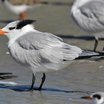 Royal Tern